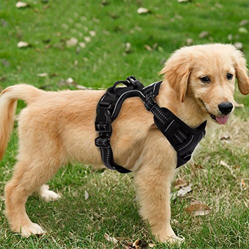 FullBerg® Hundegeschirr für Kleine, mittelgroße und große Hunde Anti Zug Geschirr No Pull
