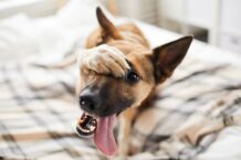 Hat Ihr Hund Angst vor Blitz und Donner? 6 Tipps, um ihn zu beruhigen